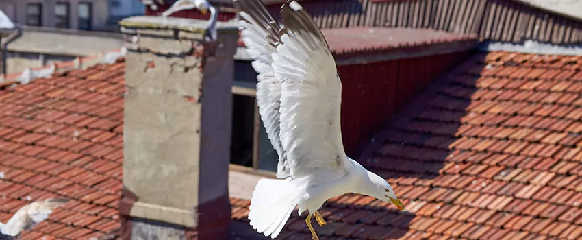 Residential Chimney Animal Removal Solution in South St. Paul, MN