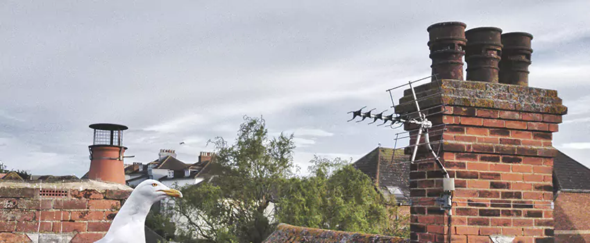 Chimney Cleaning And Restoration in South St. Paul, Minnesota
